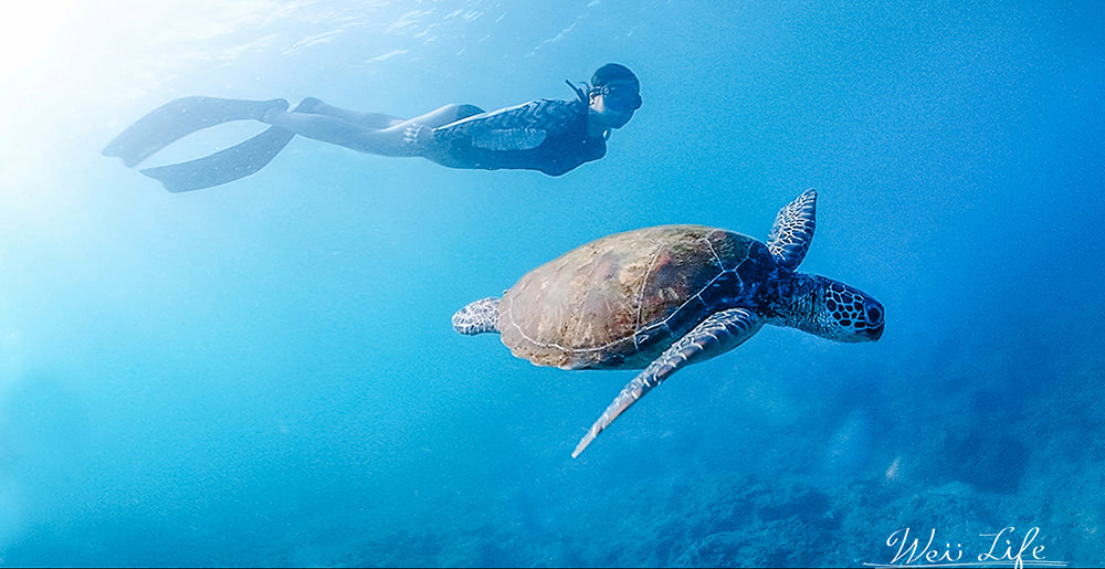 自由潛水、水肺潛水 我該學哪個？五個親身經驗分享。