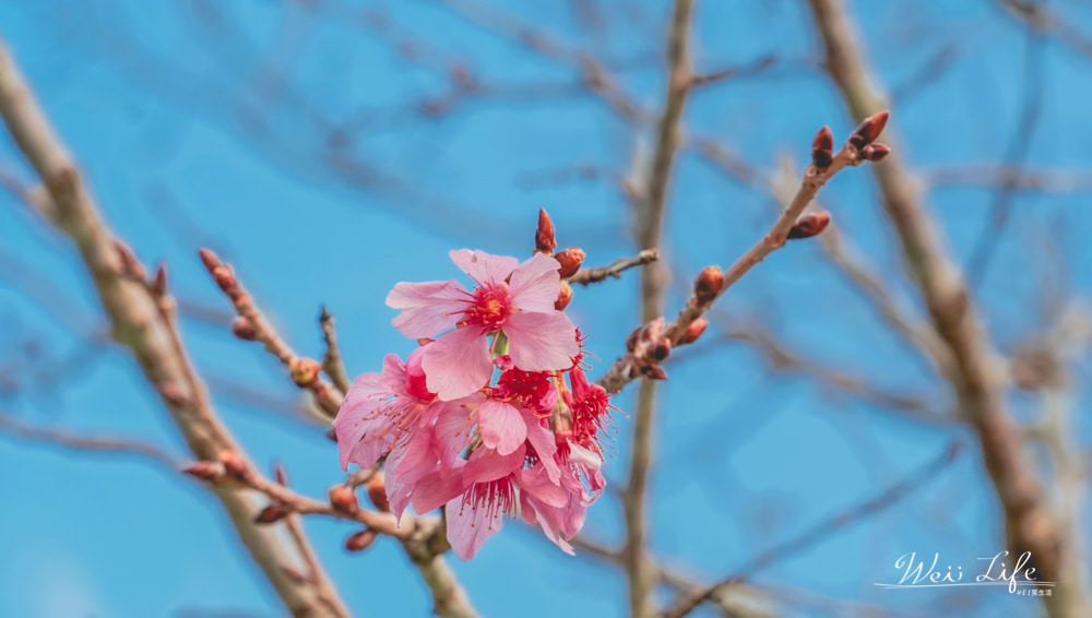 自拍達人教你如何跟櫻花自拍，日月潭拍出唯美浪漫和服櫻花照。