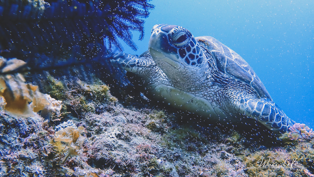 小琉球潛水推薦//人生清單海龜潛水體驗。無執照經驗也可以與海龜共遊