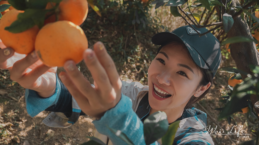橙香森林採橘子超好拍的苗栗景點季節限定，這裡跟我想像中的橘子園不一樣。一個很好拍but橘子有點難吃的橘子園。
