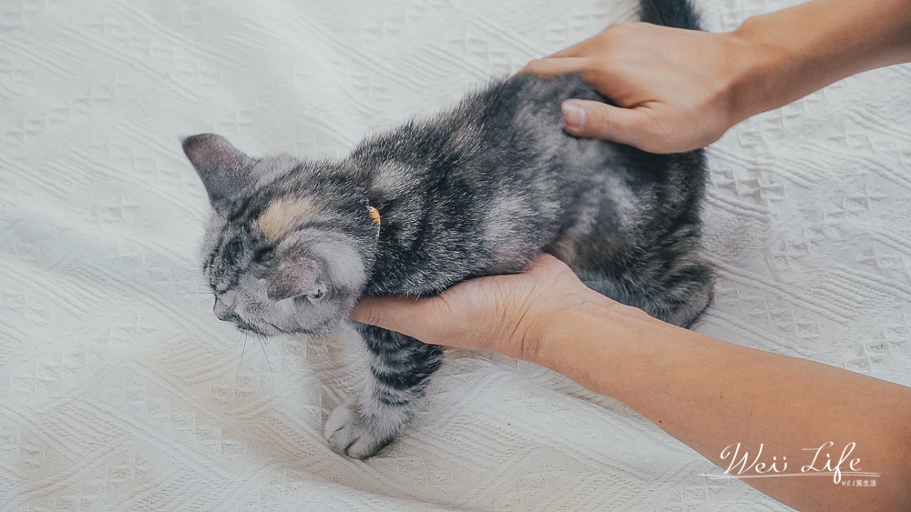 好評滿滿汪汪寶貝寵物香浴粉讓貓主子安心使用的除蚤推薦，獻給家裡不愛洗澡的貓乾洗粉推薦。